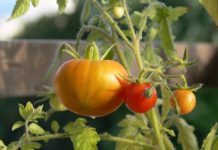 Riparare l’orto con i frangivento e i grigliati 1555 0 Riparare lorto con i frangivento e i grigliati